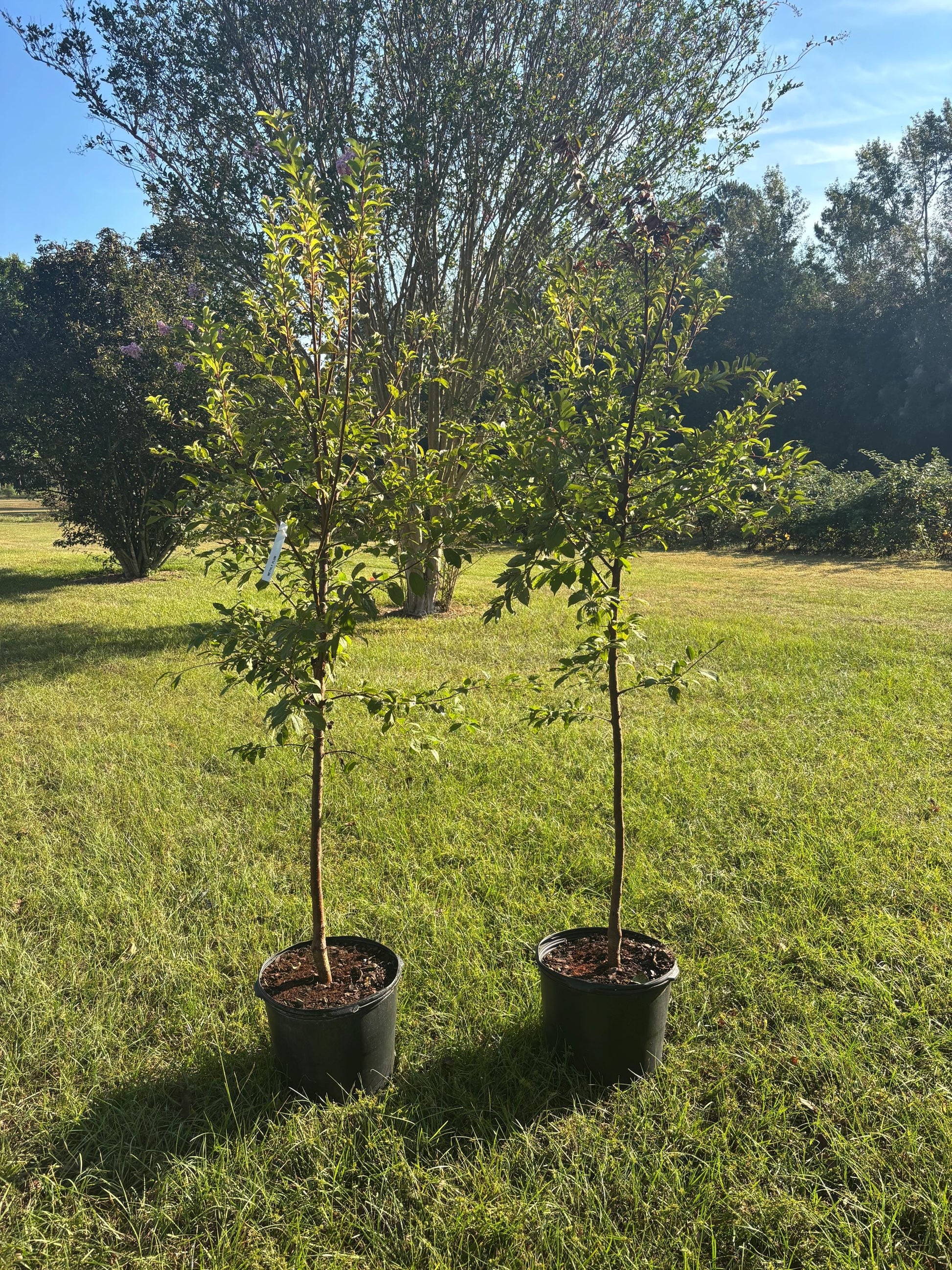 Methley Plum Tree (Prunus salicina ‘Methley’) – 5–6 Ft Tall in 10 Gallon Container, Sweet Red Plum