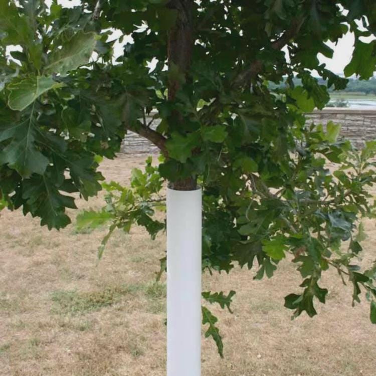 Steudel Oak Tree Seedling | Quercus × steudelii | Hardy Hybrid Oak | 3–4 ft Live Tree in 4x4x10" Air-Pruning Pot | Fast-Growing Shade Tree