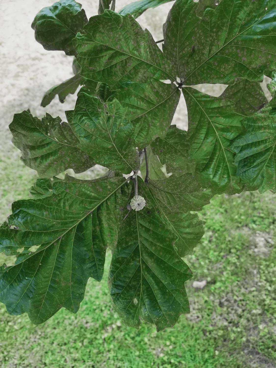 Steudel Oak Tree Seedling | Quercus × steudelii | Hardy Hybrid Oak | 3–4 ft Live Tree in 4x4x10" Air-Pruning Pot | Fast-Growing Shade Tree