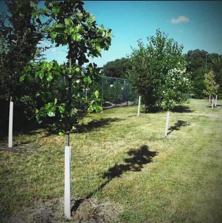 Steudel Oak Tree Seedling | Quercus × steudelii | Hardy Hybrid Oak | 3–4 ft Live Tree in 4x4x10" Air-Pruning Pot | Fast-Growing Shade Tree