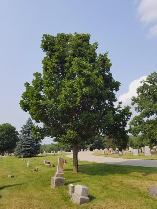 Steudel Oak Tree Seedling | Quercus × steudelii | Hardy Hybrid Oak | 3–4 ft Live Tree in 4x4x10" Air-Pruning Pot | Fast-Growing Shade Tree