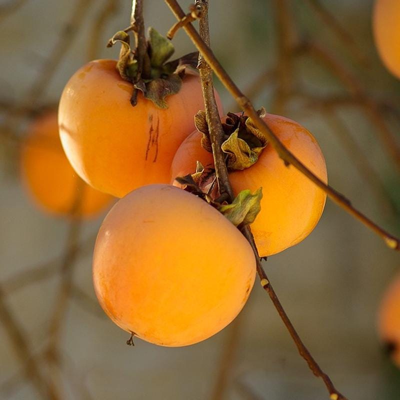 Hanna Fuyu Persimmon Tree | Diospyros kaki | Sweet, Non-Astringent Fruit | Grown in 10 inch by 4 by 4 inch containers | Tree Band Size pots