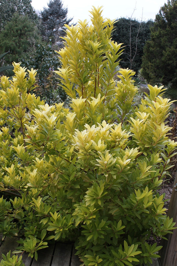 'Florida Sunshine' Illicium
