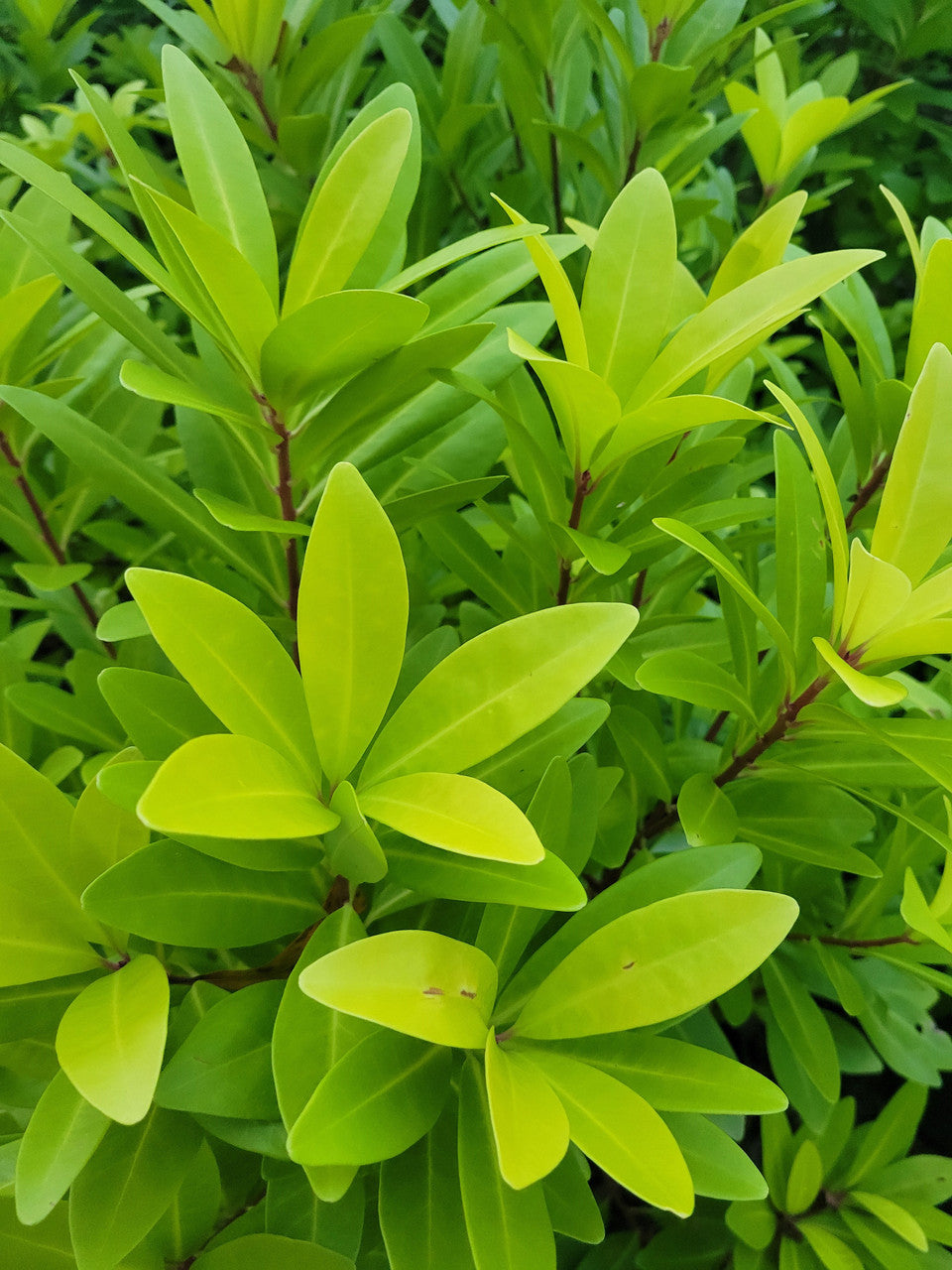 'Florida Sunshine' Illicium
