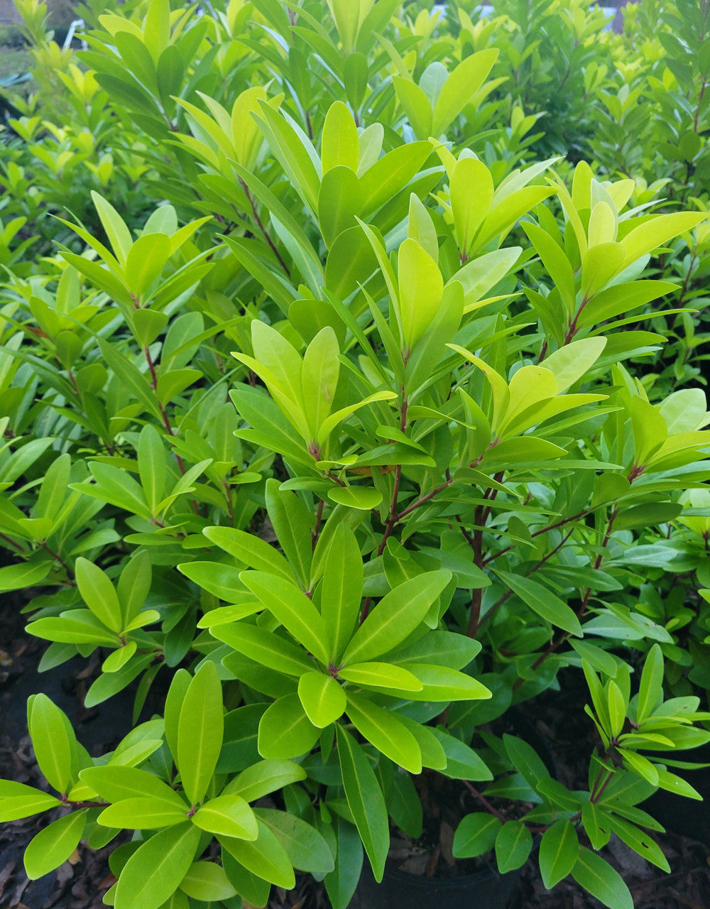 'Florida Sunshine' Illicium