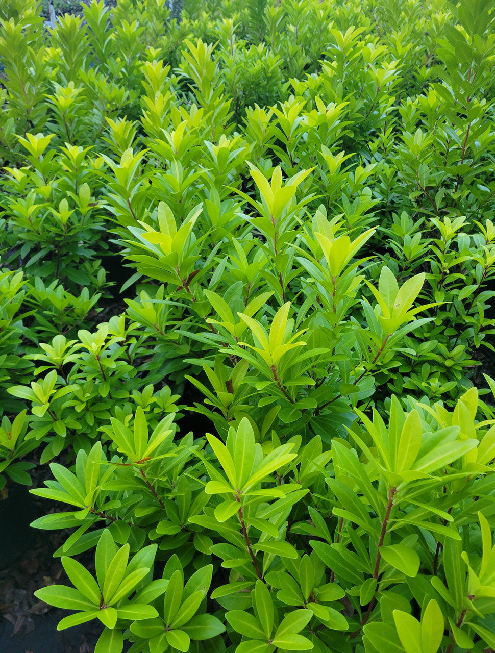'Florida Sunshine' Illicium