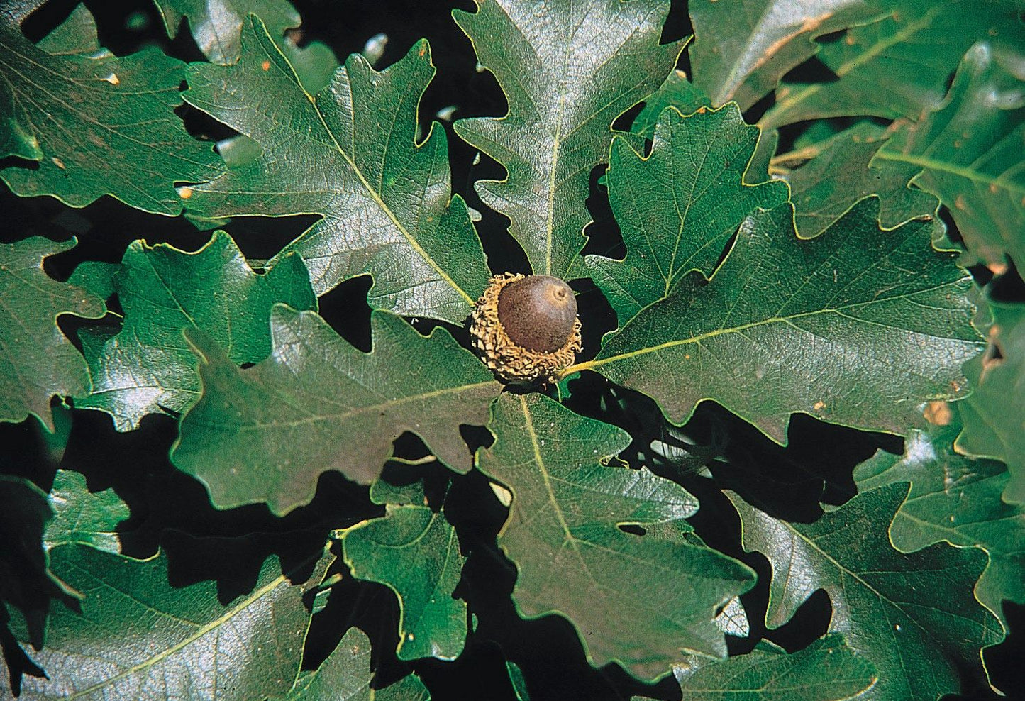 Bur Oak Seedlings | Quercus macrocarpa