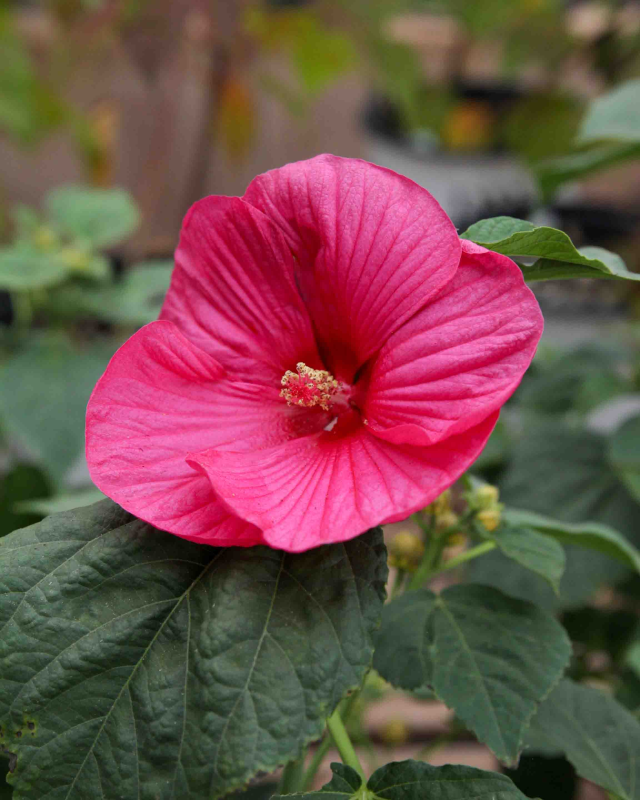 Luna Rose Hibiscus | Hibiscus moscheutos 'Luna Rose'
