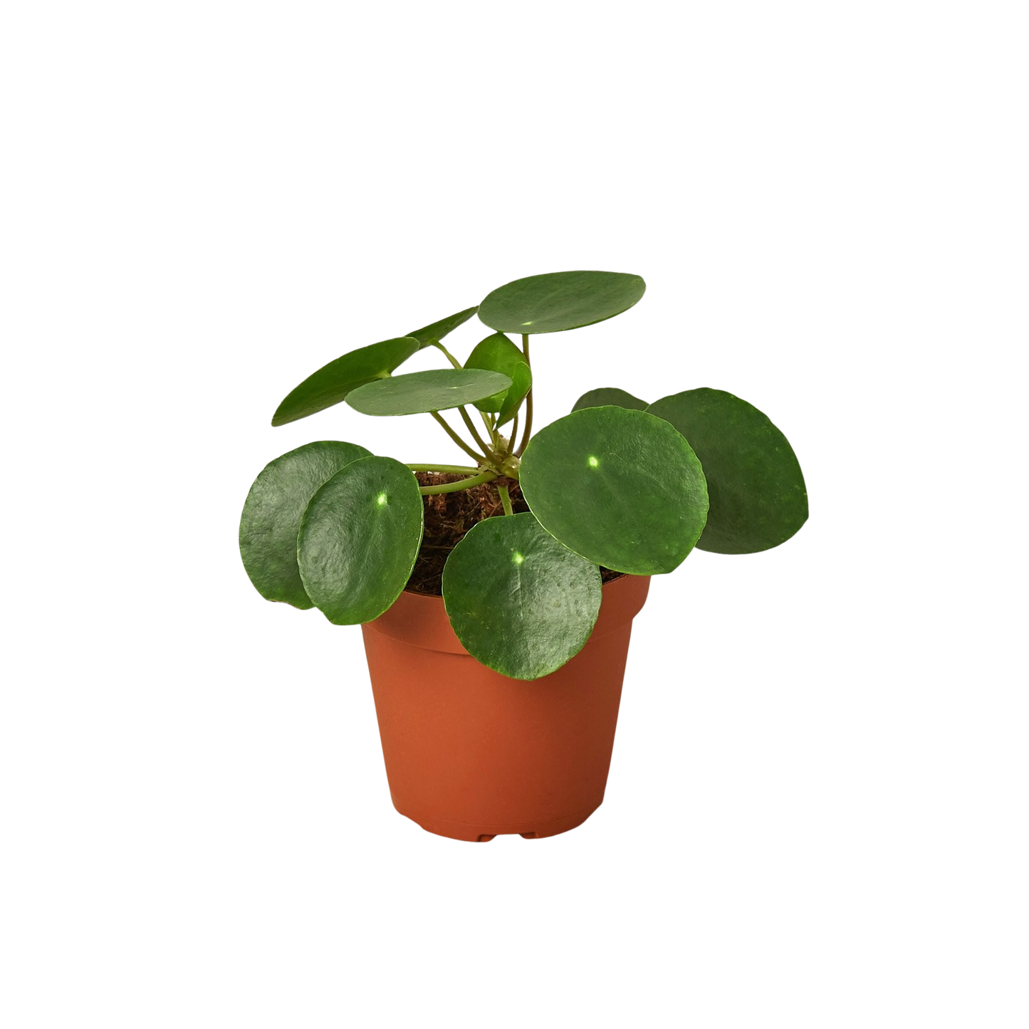 Pilea Peperomioides Chinese Money Plant | Easy Care Coin-Shaped Leaves | Ardent Gardeners