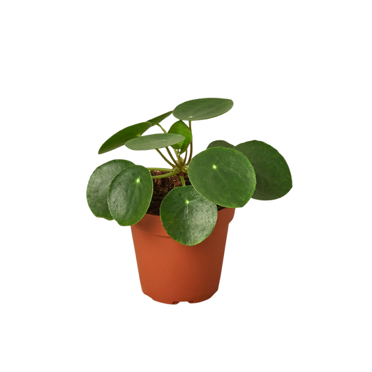 Pilea Peperomioides Chinese Money Plant | Easy Care Coin-Shaped Leaves | House Plant Shop