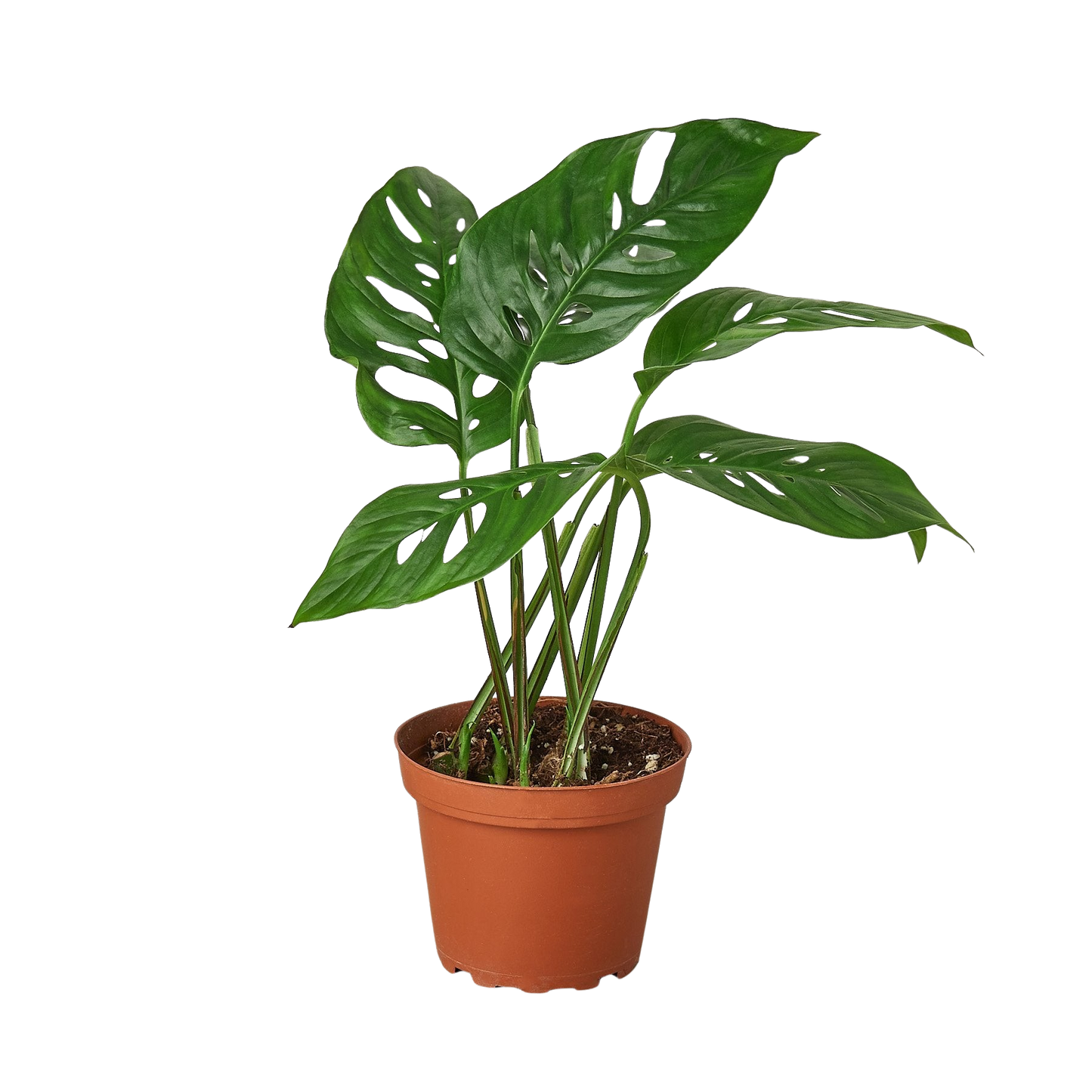 Monstera Adansonii Swiss Cheese | Easy Care Vining Plant | Ardent Gardeners