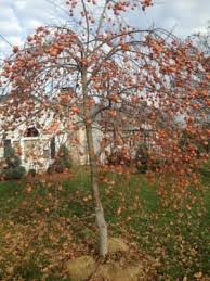 Chocolate Asian Persimmons | 4 Feet Tall Trees | Free Shipping!