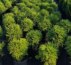 Dwarf Japanese Cedar – Cryptomeria ‘Globosa Nana’