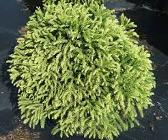 Dwarf Japanese Cedar – Cryptomeria ‘Globosa Nana’