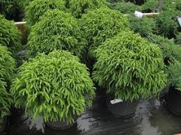 Dwarf Japanese Cedar – Cryptomeria ‘Globosa Nana’