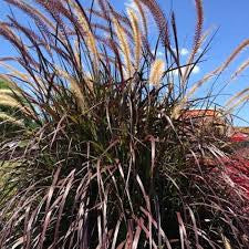 Purple Fountain Grass - Pennisetum setaceum 'Rubrum'