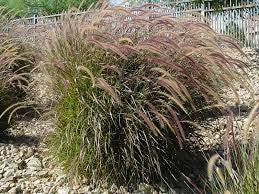 Purple Fountain Grass - Pennisetum setaceum 'Rubrum'