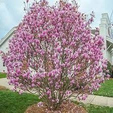 Jane Magnolia Tulip Tree