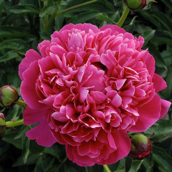 Peonies Perennials | Paeonia lactiflora & hybrids