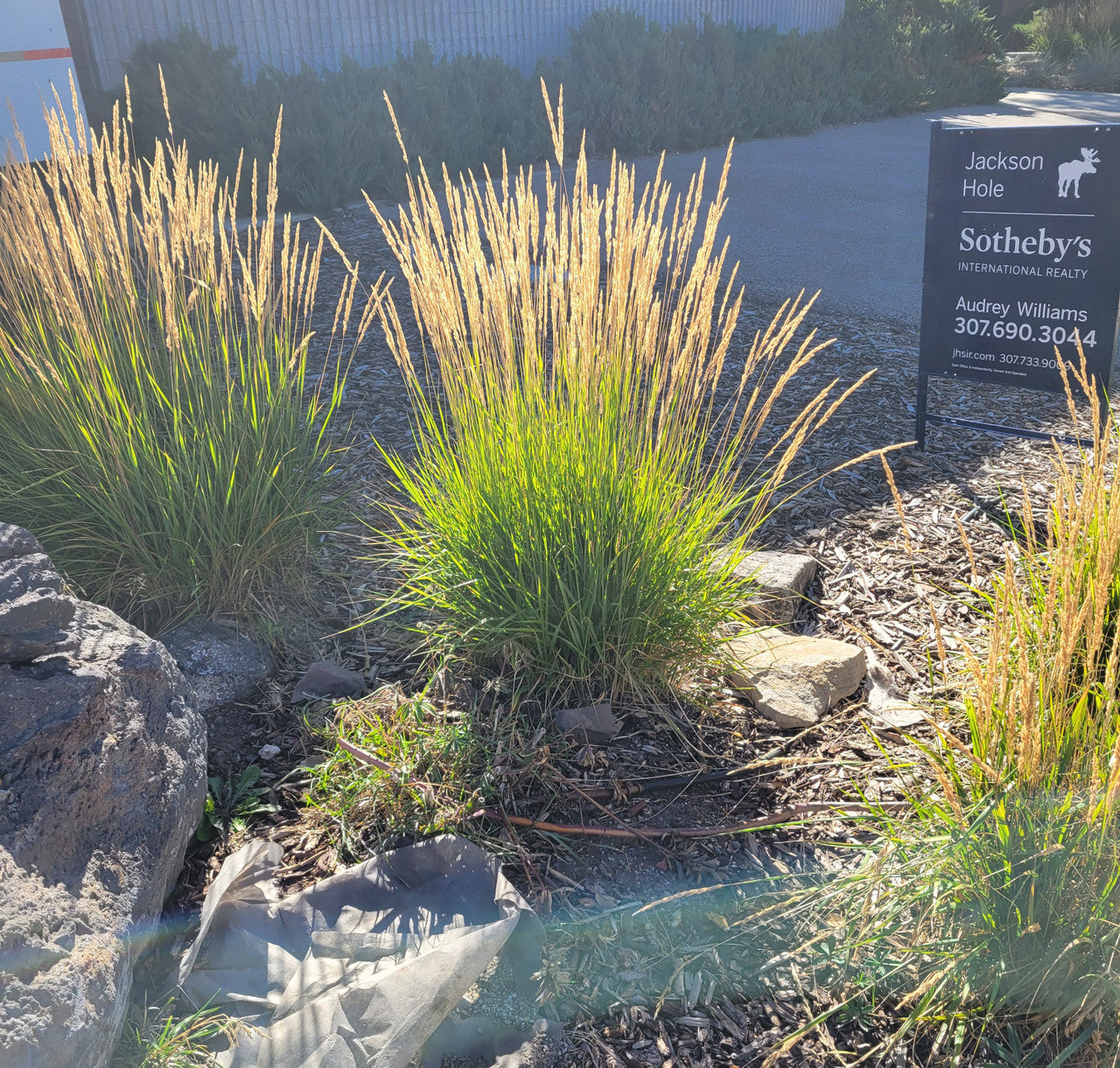Feather Reed Grass | Calamagrostis x acutiflora 'Karl Foerster'