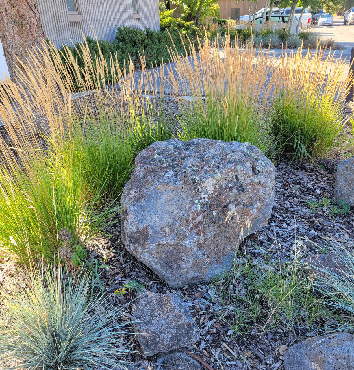 Feather Reed Grass | Calamagrostis x acutiflora 'Karl Foerster'