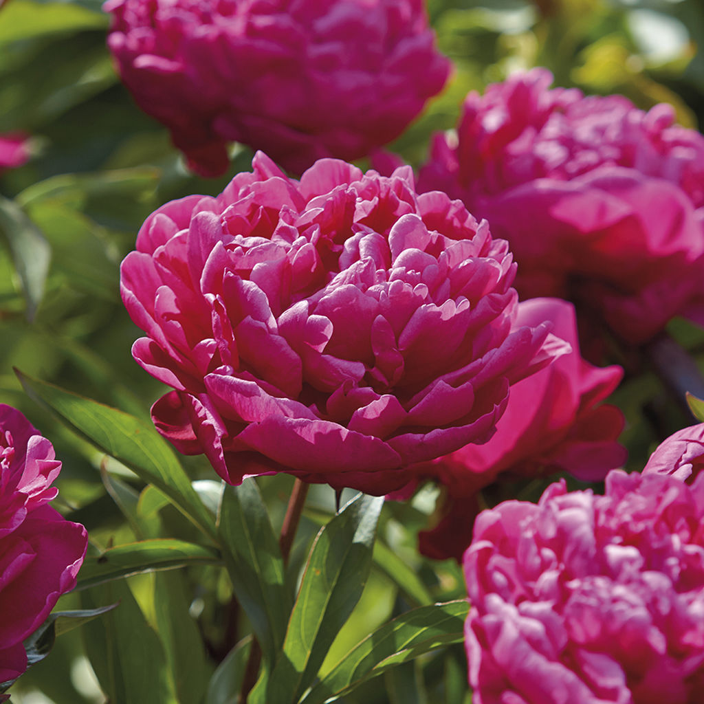 Peonies Perennials | Paeonia lactiflora & hybrids