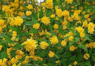 Double Flowering  Japanese Kerria | Kerria japonica 'Plenifolia'