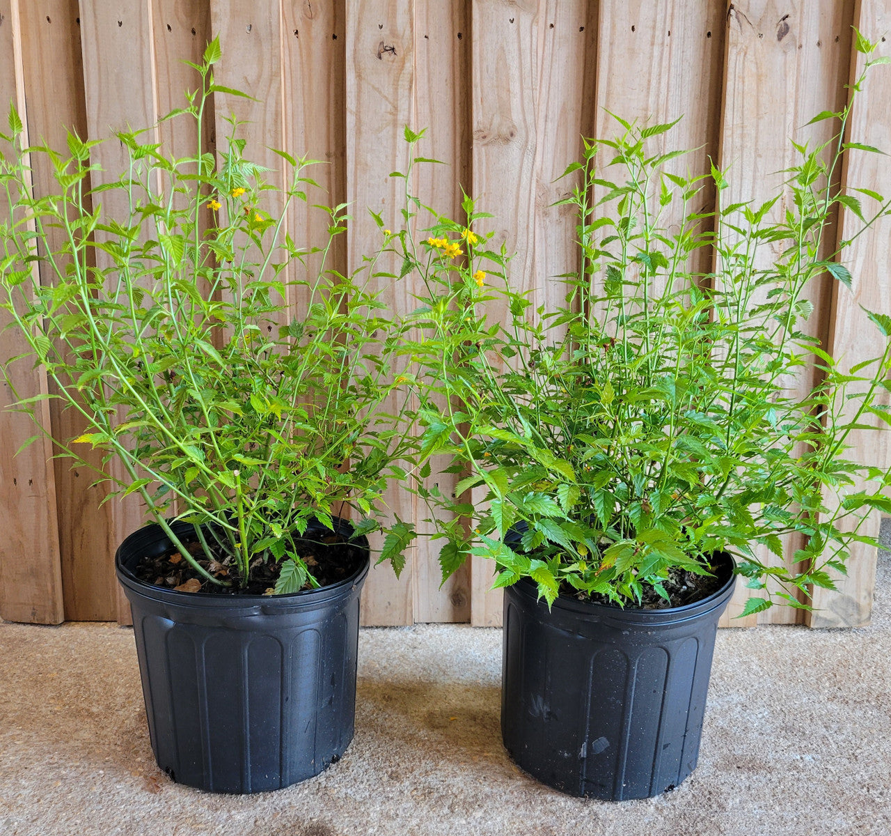 Double Flowering  Japanese Kerria | Kerria japonica 'Plenifolia'