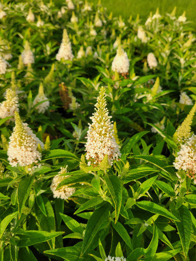 Butterfly Candy™  'Lil Coconut '™ Butterfly Bush