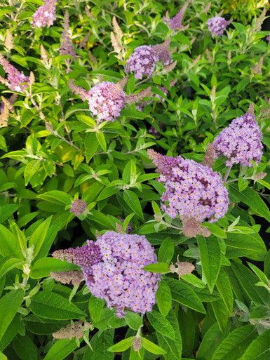 Butterfly Candy™  'Lil Lavender'™ Butterfly Bush