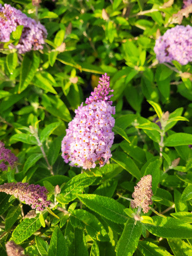 Butterfly Candy™  'Lil Lavender'™ Butterfly Bush