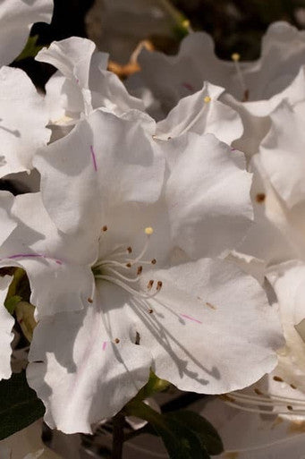 Autumn Lily®  Encore Azalea