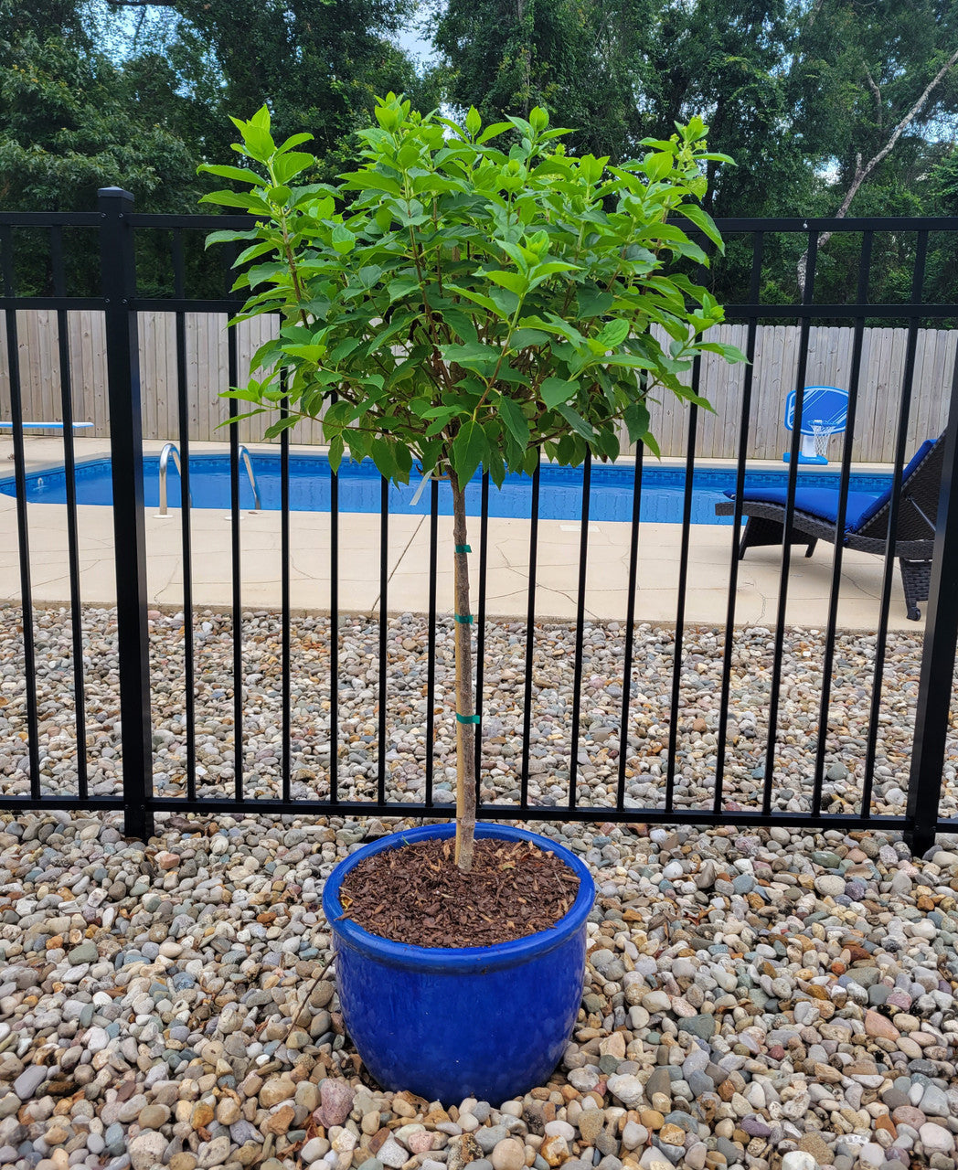 Limelight Hydrangea Tree | Proven Winners® Paniculata Hydrangea