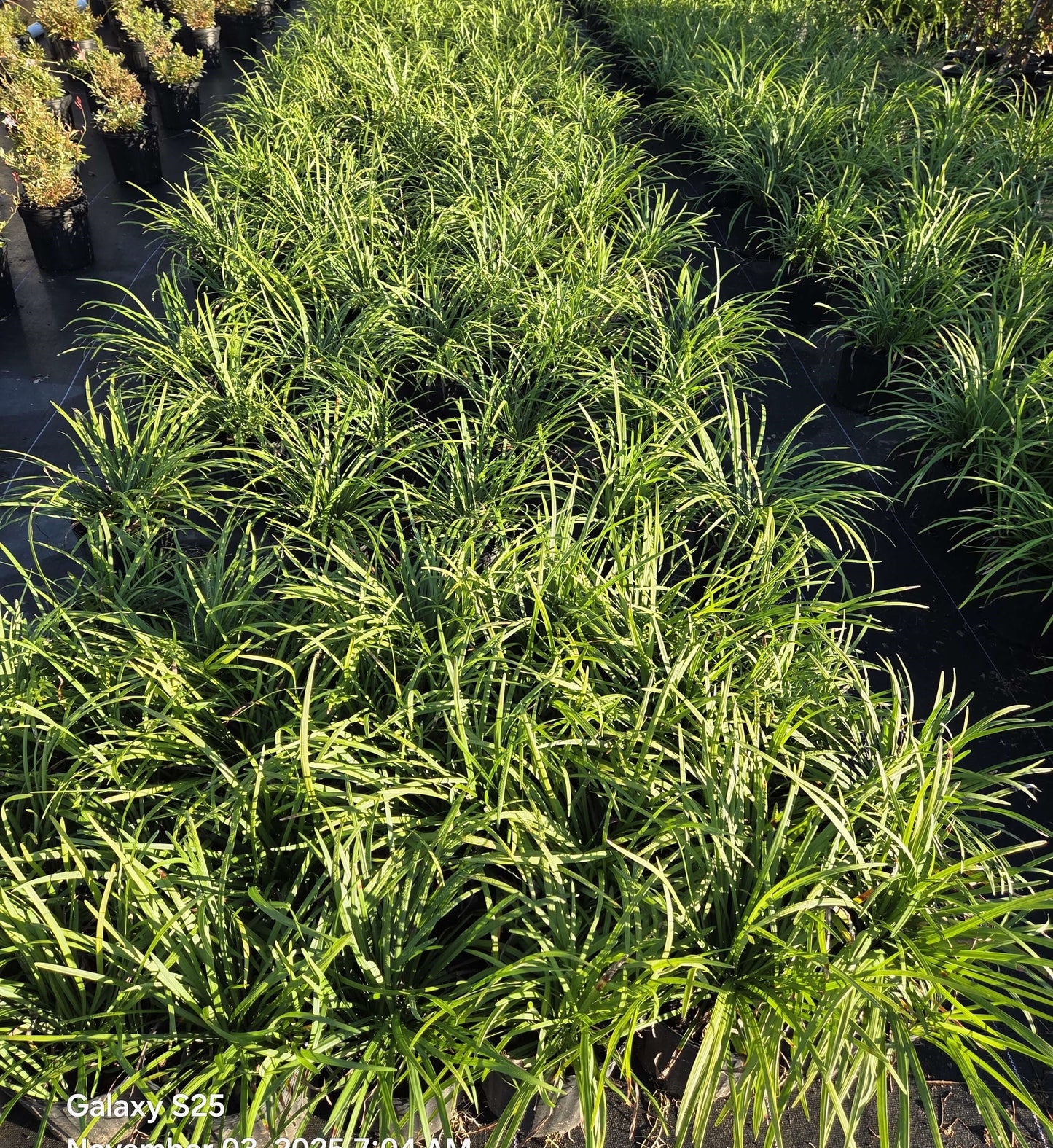 Big Blue Liriope | Monkey Grass