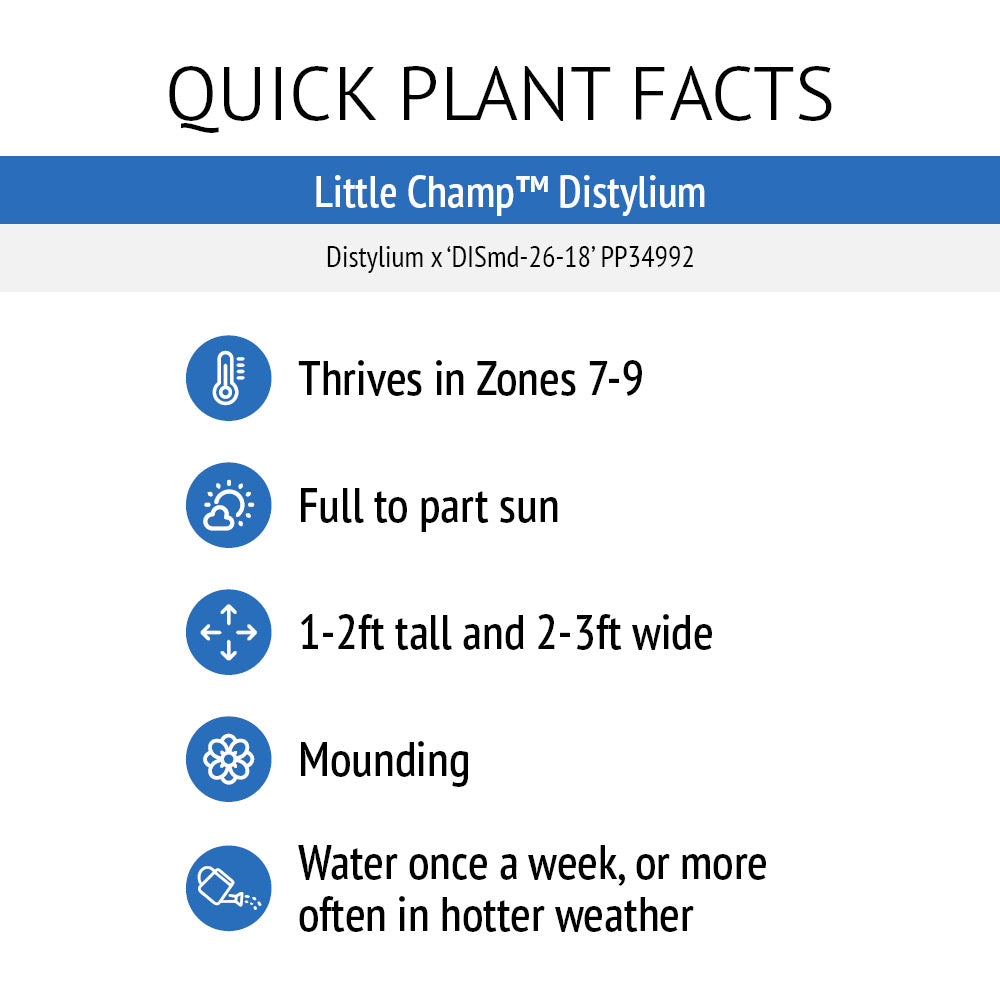 Little Champ™ Distylium | Bloomin' Easy® Collection | Ardent Gardeners