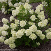Little Lime Hydrangea | Dwarf Panicle Shrub | Hydrangea paniculata 'Jane' ®