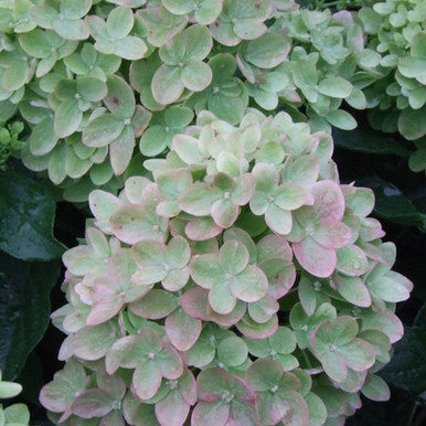 Little Lime Hydrangea | Dwarf Panicle Shrub | Hydrangea paniculata 'Jane' ®