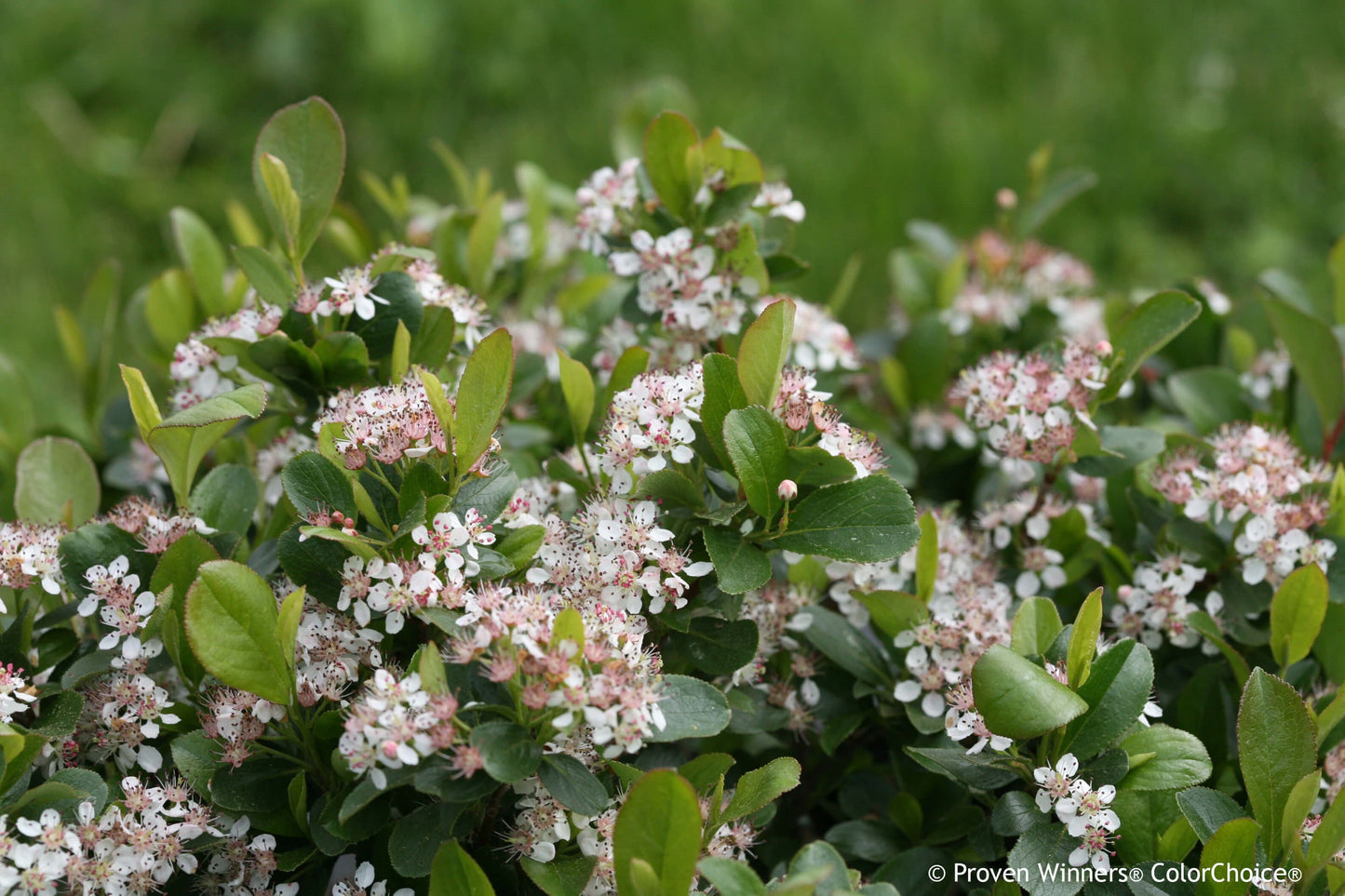 Low Scape Mound® Aronia | Ardent Gardeners