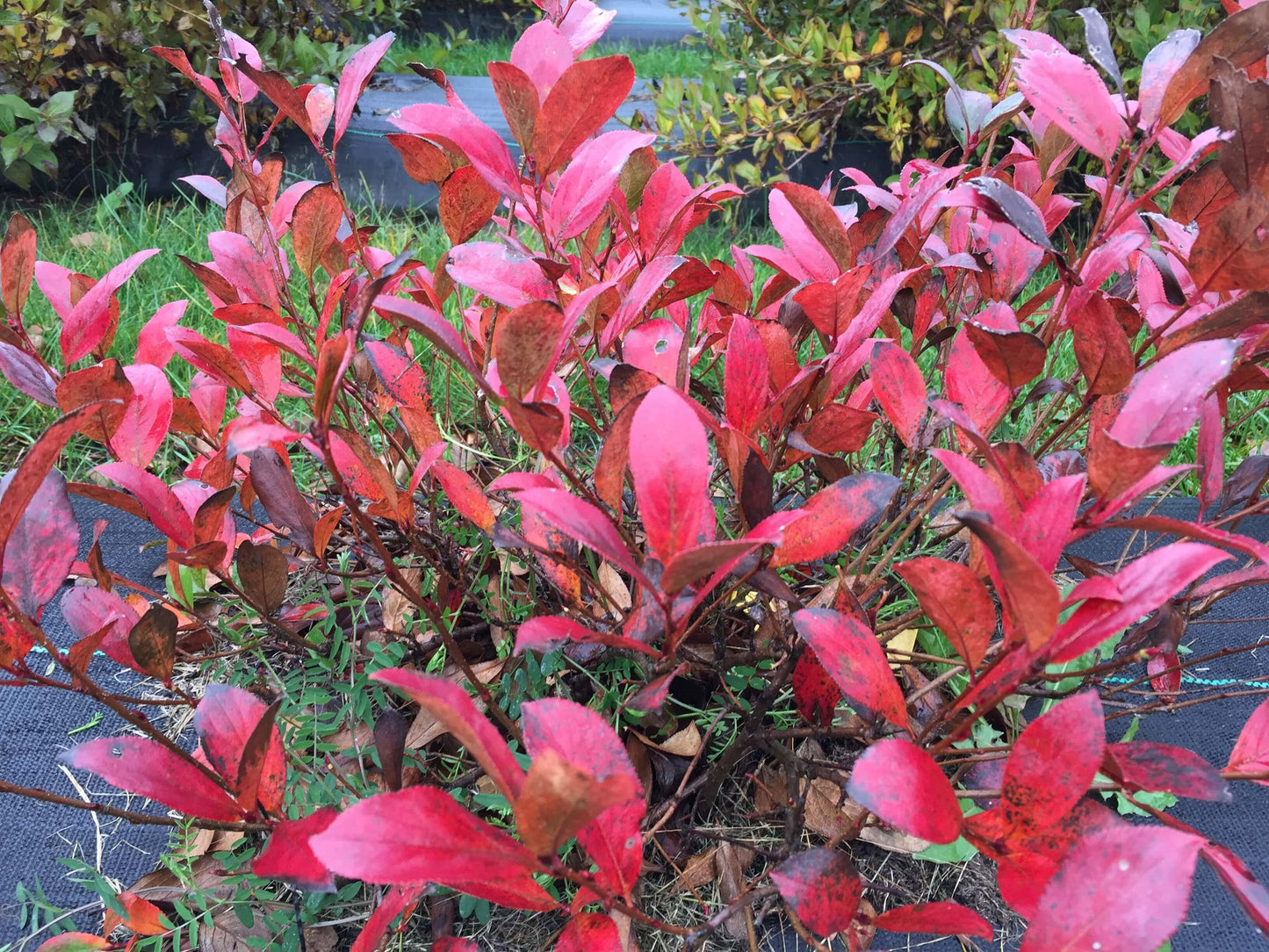 Low Scape Mound® Aronia | Ardent Gardeners