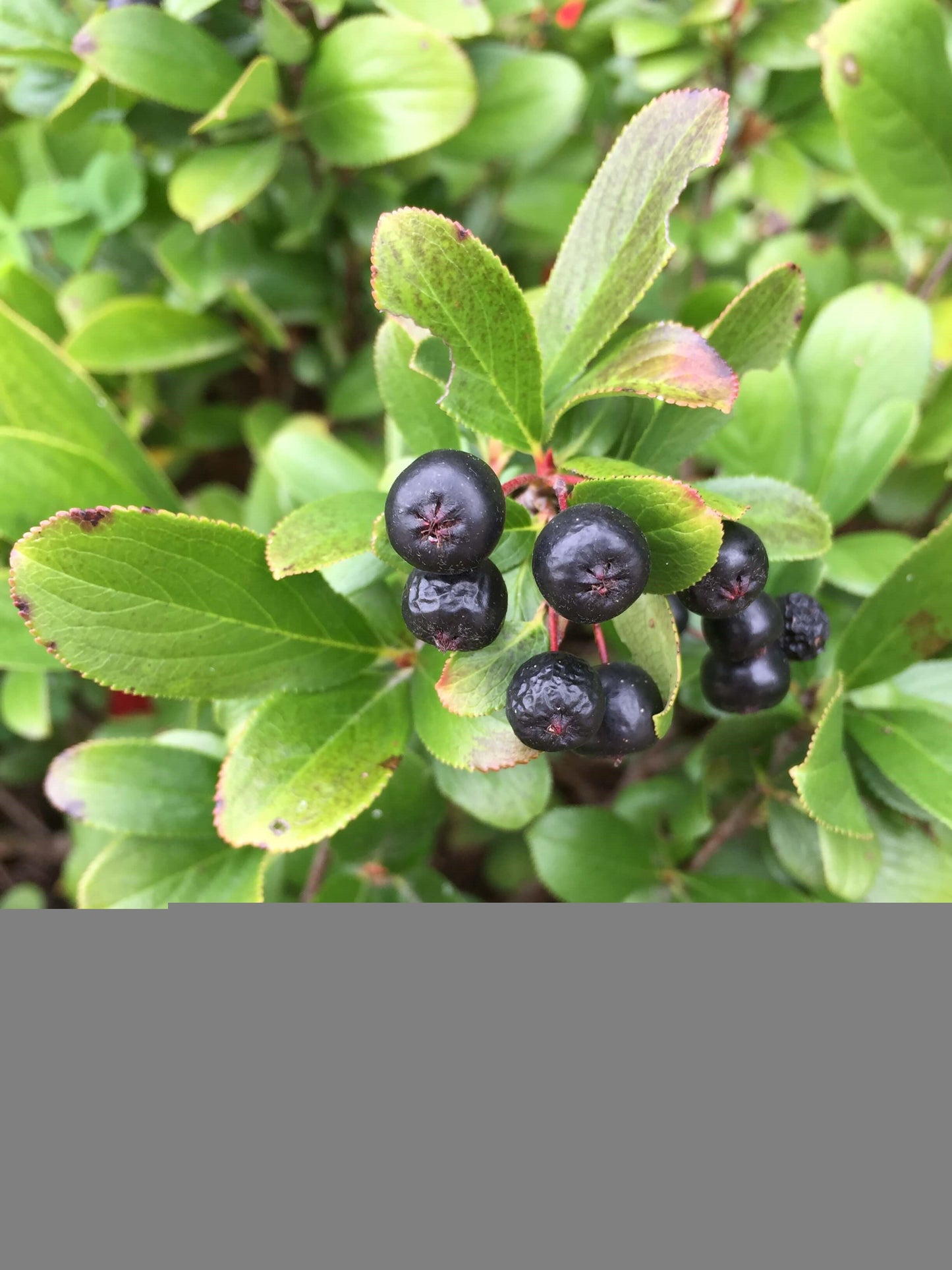 Low Scape Mound® Aronia | Ardent Gardeners