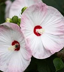 Luna Pink Swirl Hardy Hibiscus