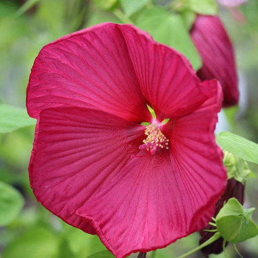 Luna Red Hibiscus | Hibiscus moscheutos