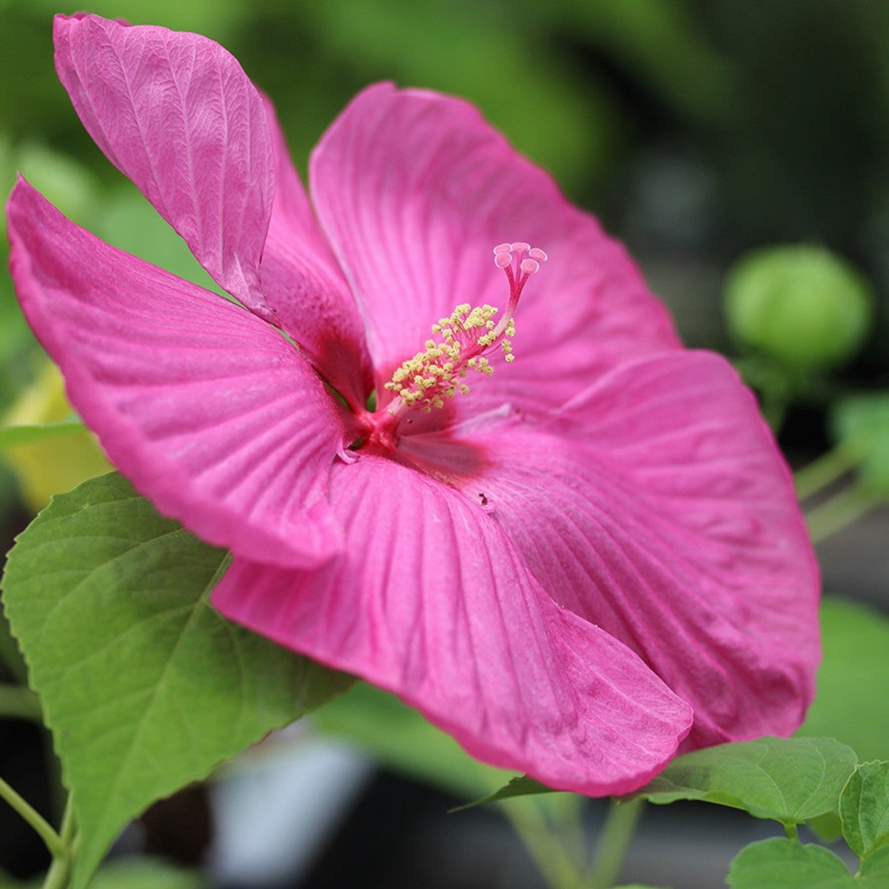 Luna Rose Hardy Hibiscus
