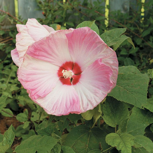 Luna Pink Swirl Hibiscus | Hibiscus moscheutos 'Luna Pink Swirl'