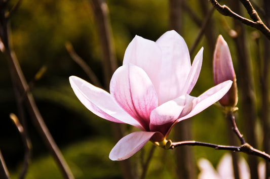 Ann Magnolia Tree | Magnolia x 'Ann'