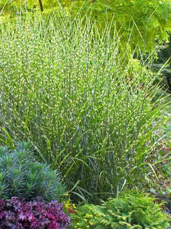 Porcupine Grass | Miscanthus sinensis 'Strictus'