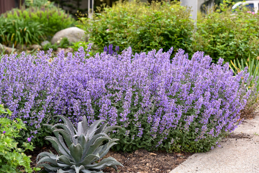 Catmint 'Cat’s Meow' | Nepeta faassenii
