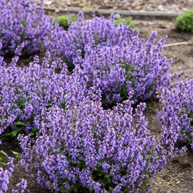 Nepeta Cat's Pajamas Catmint