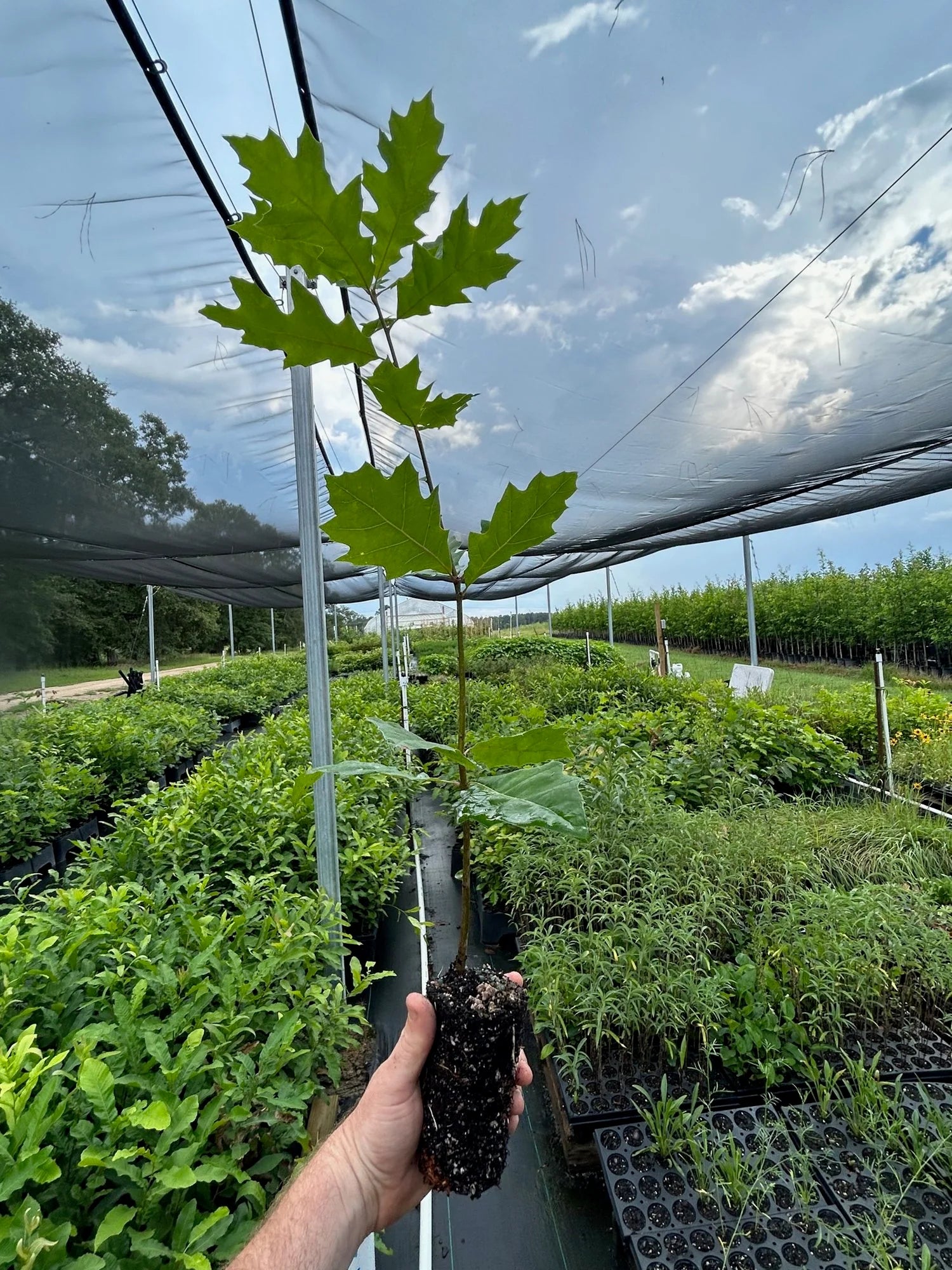 red oak indoor plant Northern Red Oak Seedlings – 3 ft Tall, 5" Plugs