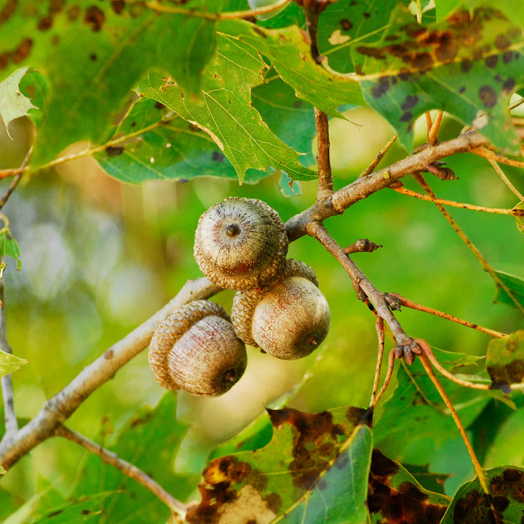 Northern Red Oak Seedlings | Quercus rubra